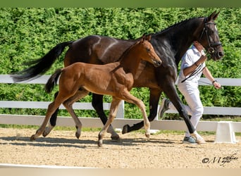 Österreichisches Warmblut, Hengst, Fohlen (04/2025), 170 cm, Brauner