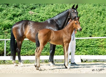 Österreichisches Warmblut, Hengst, Fohlen (04/2025), 170 cm, Brauner