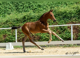 Österreichisches Warmblut, Hengst, Fohlen (04/2025), 170 cm, Brauner