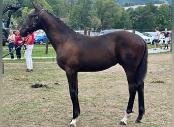 Österreichisches Warmblut, Hengst, Fohlen (01/2023), 170 cm