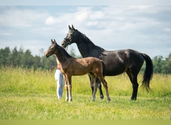 Österreichisches Warmblut, Hengst, Fohlen (04/2023), 170 cm, Dunkelbrauner