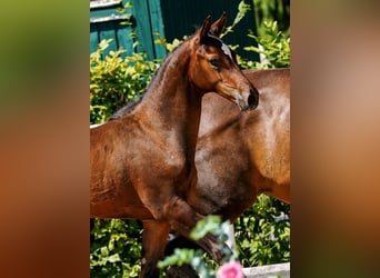 Österreichisches Warmblut, Hengst, Fohlen (04/2025), 170 cm, Dunkelbrauner