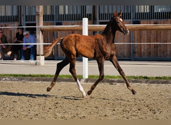 Österreichisches Warmblut, Hengst, Fohlen (05/2026), 170 cm, Dunkelfuchs