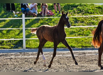 Österreichisches Warmblut, Hengst, Fohlen (05/2026), 170 cm, Dunkelfuchs