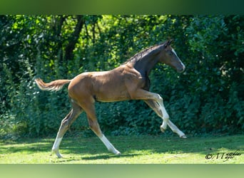 Österreichisches Warmblut, Hengst, Fohlen (04/2025), 170 cm, Dunkelfuchs