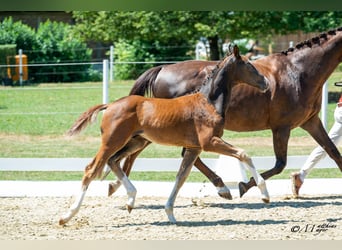 Österreichisches Warmblut, Hengst, Fohlen (04/2025), 170 cm, Dunkelfuchs