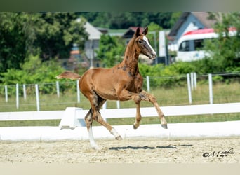 Österreichisches Warmblut, Hengst, Fohlen (04/2025), 170 cm, Fuchs