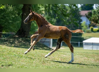 Österreichisches Warmblut, Hengst, Fohlen (04/2025), 170 cm, Fuchs