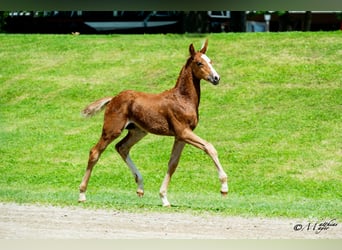 Österreichisches Warmblut, Hengst, Fohlen (04/2025), 170 cm, Fuchs