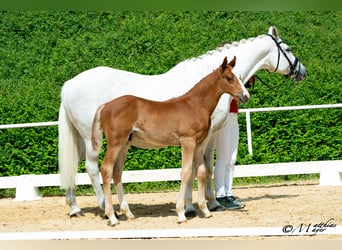 Österreichisches Warmblut, Hengst, Fohlen (04/2025), 170 cm, Fuchs