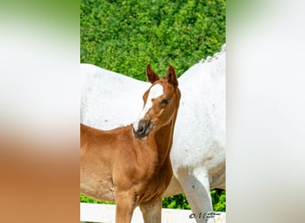 Österreichisches Warmblut, Hengst, Fohlen (04/2025), 170 cm, Fuchs