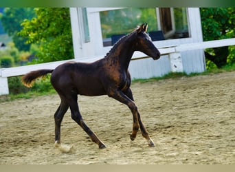 Österreichisches Warmblut, Hengst, Fohlen (06/2025), 170 cm, Rappe