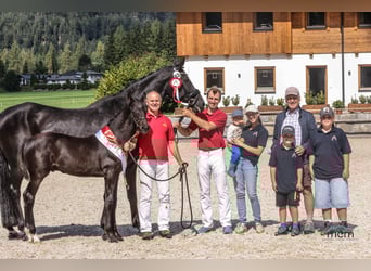 Österreichisches Warmblut, Hengst, Fohlen (05/2025), 170 cm, Rappe