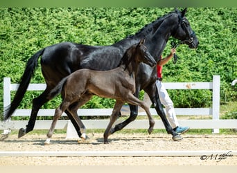 Österreichisches Warmblut, Hengst, Fohlen (05/2025), 170 cm, Rappe