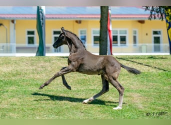 Österreichisches Warmblut, Hengst, Fohlen (05/2025), 170 cm, Rappe
