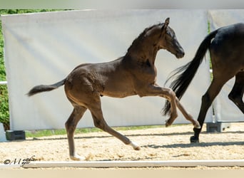 Österreichisches Warmblut, Hengst, Fohlen (05/2025), 170 cm, Rappe