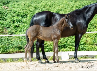Österreichisches Warmblut, Hengst, Fohlen (05/2025), 170 cm, Rappe