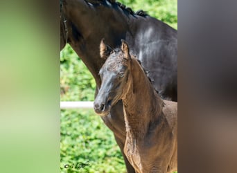 Österreichisches Warmblut, Hengst, Fohlen (05/2025), 170 cm, Rappe