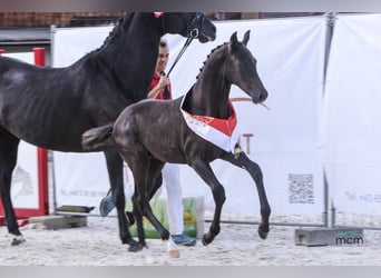 Österreichisches Warmblut, Hengst, Fohlen (05/2025), 170 cm, Rappe