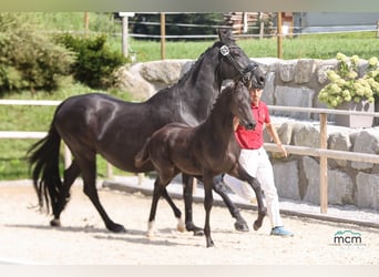 Österreichisches Warmblut, Hengst, Fohlen (05/2025), 170 cm, Rappe