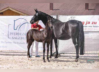 Österreichisches Warmblut, Hengst, Fohlen (05/2025), 170 cm, Rappe