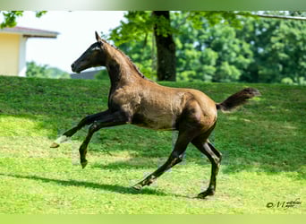 Österreichisches Warmblut, Hengst, Fohlen (02/2025), 172 cm, Rappe