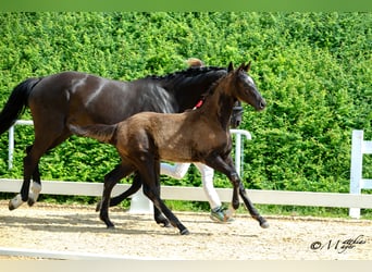 Österreichisches Warmblut, Hengst, Fohlen (02/2025), 172 cm, Rappe