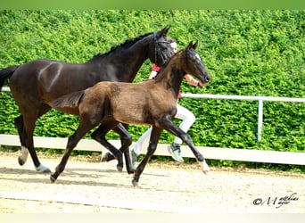 Österreichisches Warmblut, Hengst, Fohlen (02/2025), 172 cm, Rappe
