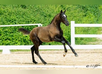 Österreichisches Warmblut, Hengst, Fohlen (02/2025), 172 cm, Rappe