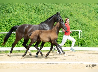 Österreichisches Warmblut, Hengst, Fohlen (02/2025), 172 cm, Rappe