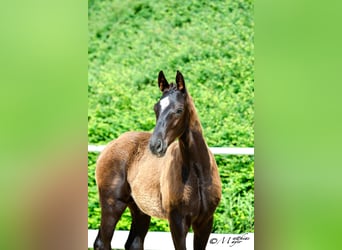 Österreichisches Warmblut, Hengst, Fohlen (02/2025), 172 cm, Rappe
