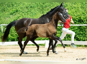Österreichisches Warmblut, Hengst, Fohlen (02/2025), 172 cm, Rappe