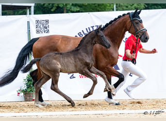 Österreichisches Warmblut, Hengst, Fohlen (05/2026), 172 cm, Rappe