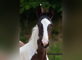 Österreichisches Warmblut, Hengst, Fohlen (05/2024), 172 cm, Tobiano-alle-Farben