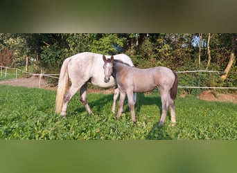 Österreichisches Warmblut, Hengst, Fohlen (05/2023), 180 cm, Rappschimmel