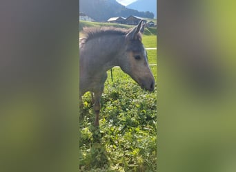 Österreichisches Warmblut, Hengst, Fohlen (05/2023), 180 cm, Rappschimmel