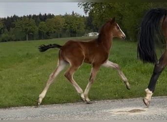 Österreichisches Warmblut, Hengst, Fohlen (06/2024), Brauner