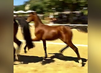 Österreichisches Warmblut, Hengst, Fohlen (06/2024), Brauner