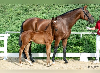 Österreichisches Warmblut, Hengst, Fohlen (04/2026), Brauner
