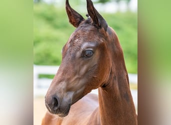 Österreichisches Warmblut, Hengst, Fohlen (01/2024)