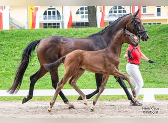 Österreichisches Warmblut, Hengst, Fohlen (01/2024)