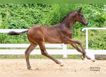 Österreichisches Warmblut, Hengst, Fohlen (01/2024)