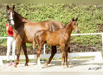 Österreichisches Warmblut, Hengst, Fohlen (05/2026)