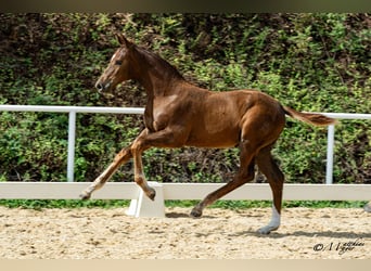 Österreichisches Warmblut, Hengst, Fohlen (05/2026)