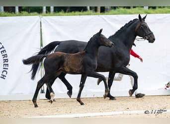 Österreichisches Warmblut, Hengst, Fohlen (03/2026)