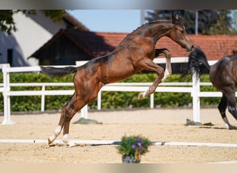 Österreichisches Warmblut, Hengst, Fohlen (05/2026), Dunkelbrauner