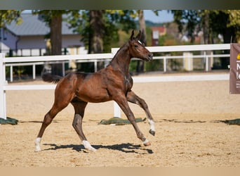 Österreichisches Warmblut, Hengst, Fohlen (05/2026), Dunkelbrauner