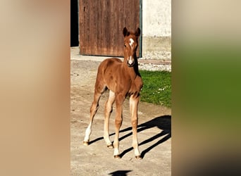 Österreichisches Warmblut, Hengst, Fohlen (03/2025), Dunkelfuchs