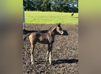 Österreichisches Warmblut, Hengst, Fohlen (05/2026), Rappe