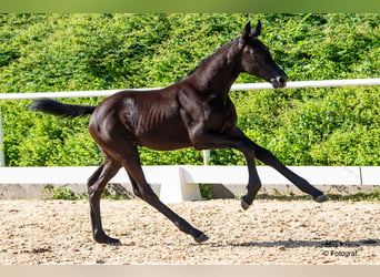 Österreichisches Warmblut, Hengst, Fohlen (04/2024), Rappe